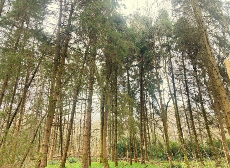 Looking up through tall pines in Draysey Woods