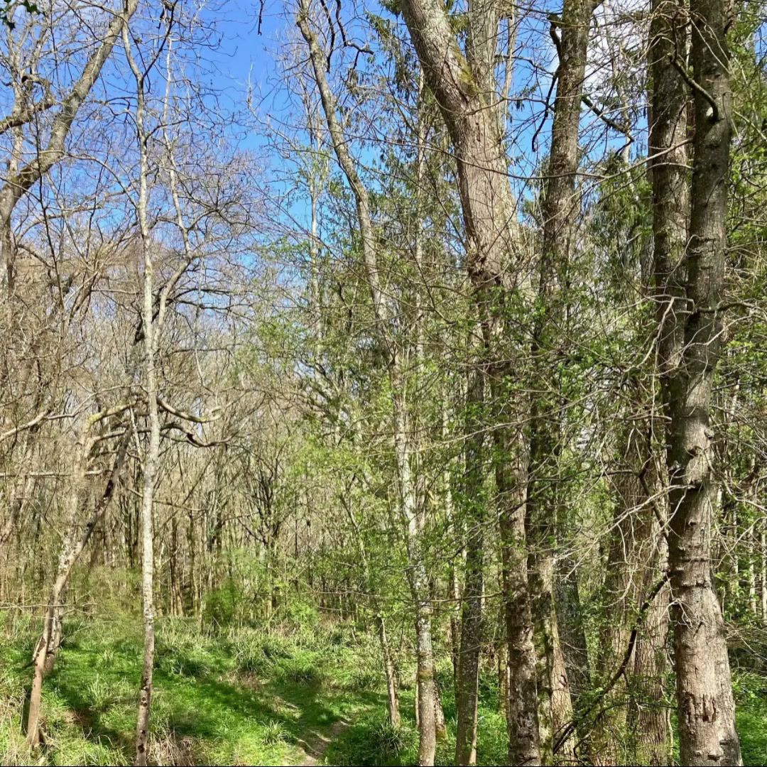 A footpath through Draysey Woods in early spring